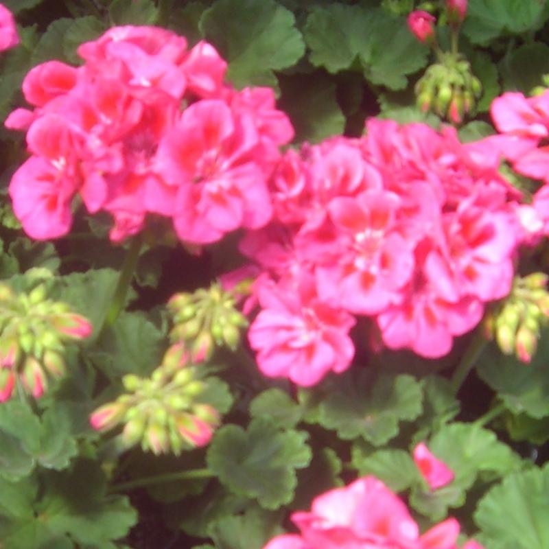 Spreading and Wave Petunias